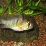 close up image of bolivian ram swimming in aquarium
