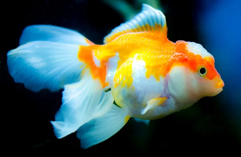 fancy goldfish swimming in aquarium
