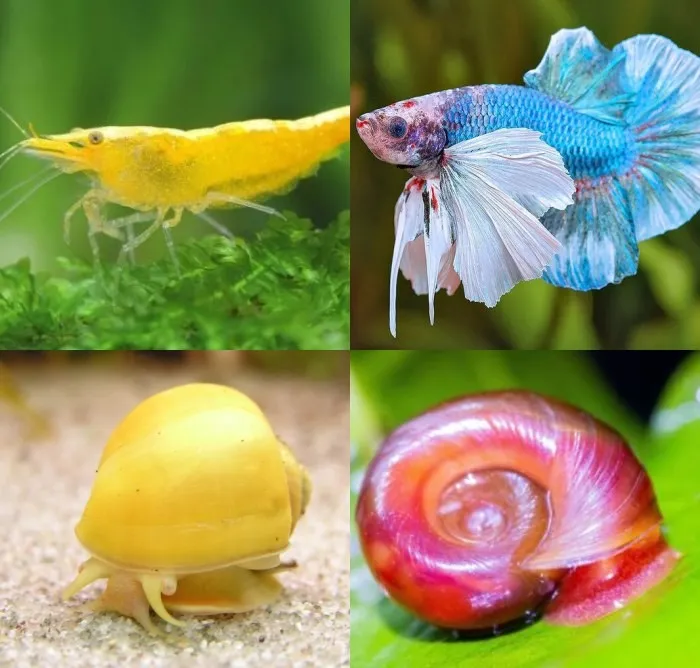 collage image of 4 species that can be kept in 5 gallon aquarium