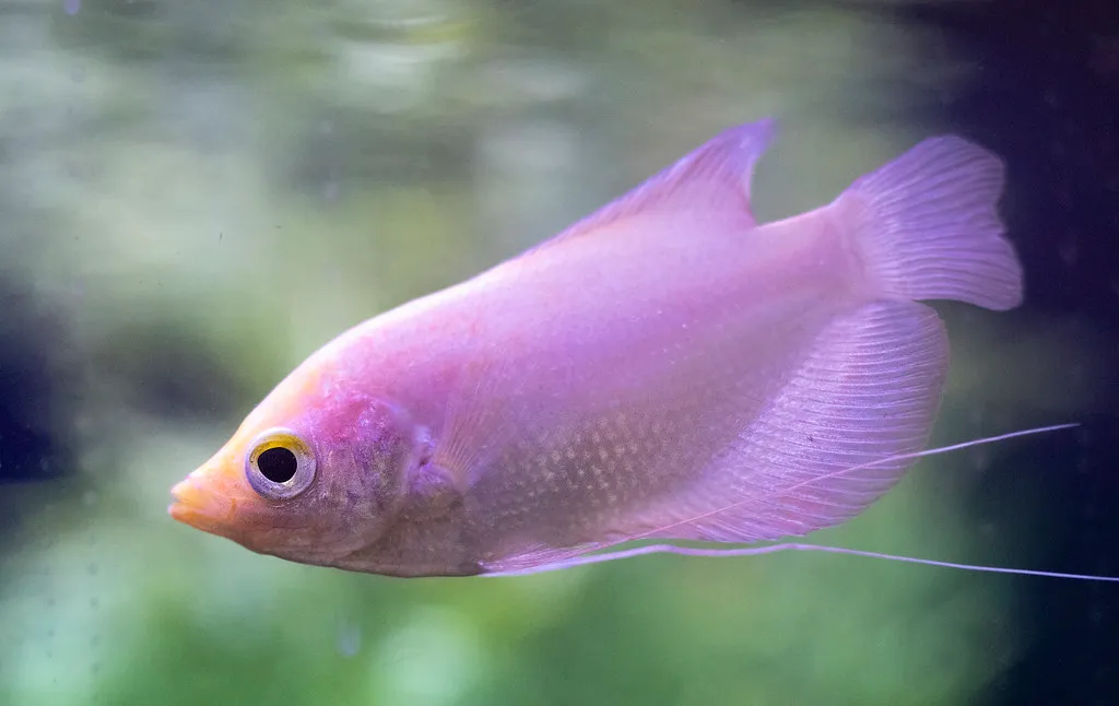 close up image of purple queen anthias fish swimming in aquarium